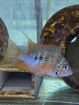 תמונה של ציקליד אליוטי-Ellioti Cichlid