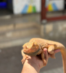 תמונה של חרדון מזוקן בוגר 2000 ש"ח